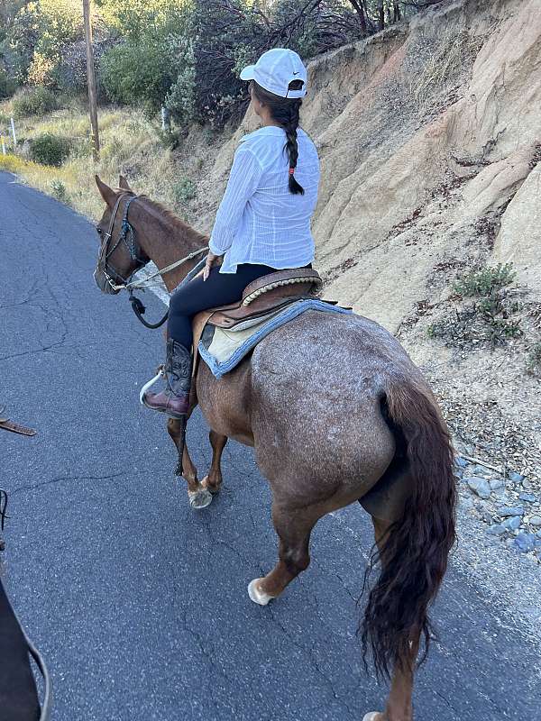 red-roan-quarter-horse-mare