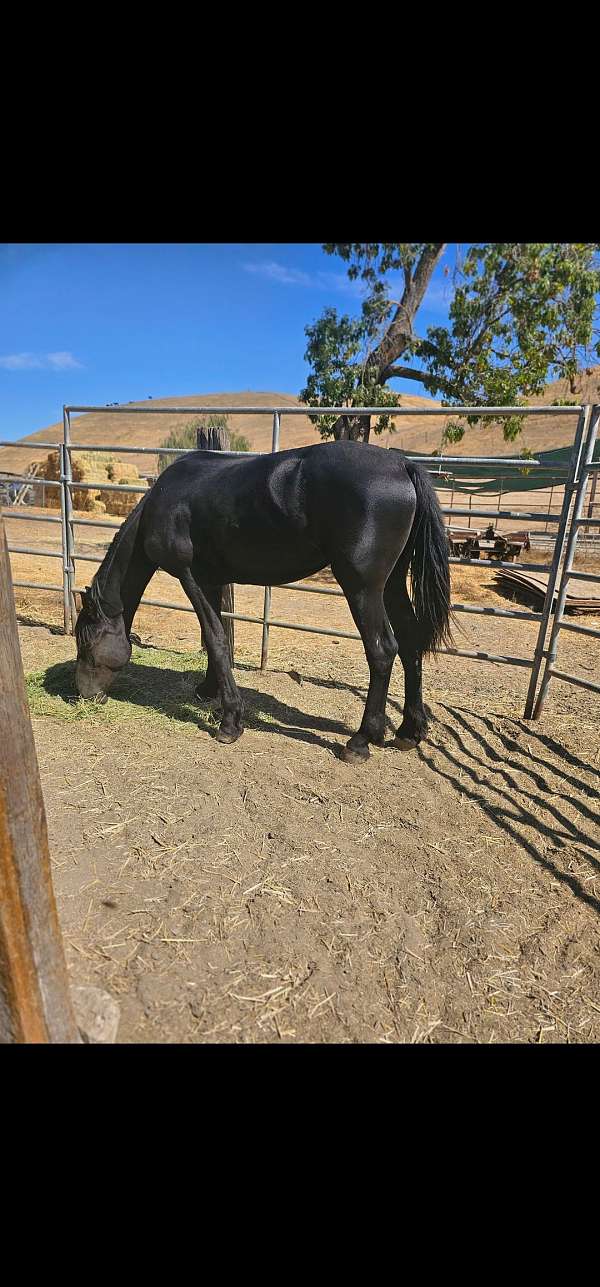 black-friesian-filly