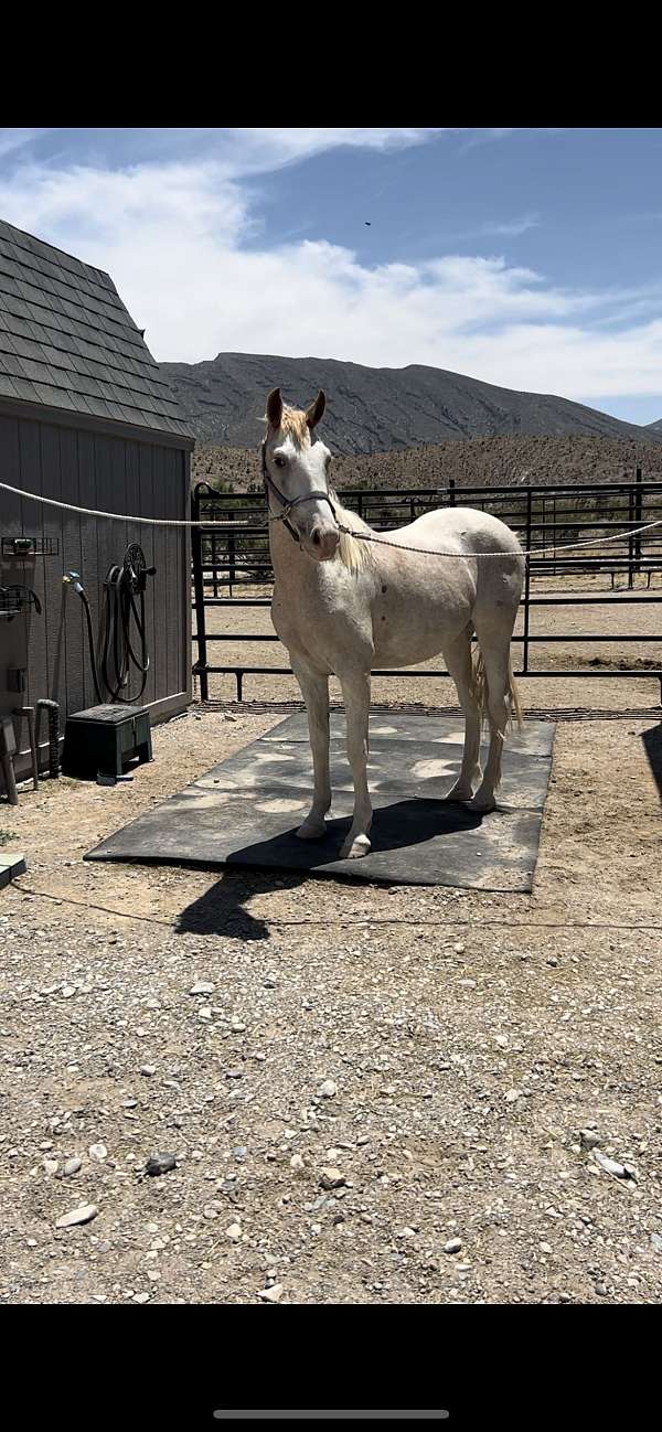 driving-working-paint-horse