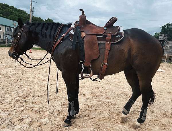 quarter-horse-gelding