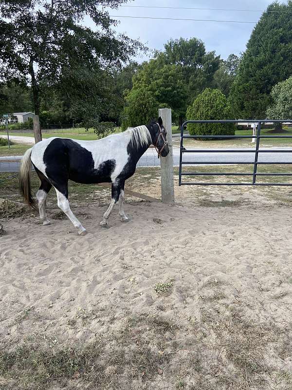 dark-bay-white-horse