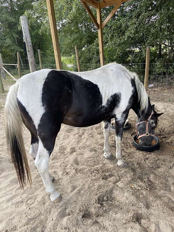 sorrel-dark-bay-white-horse