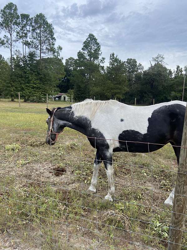 athletic-paint-horse