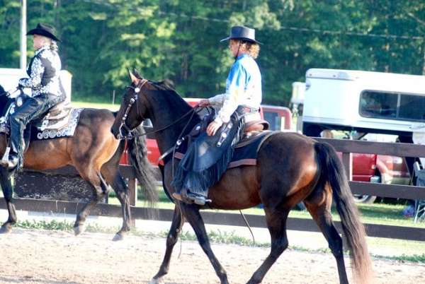 all-around-morgan-horse