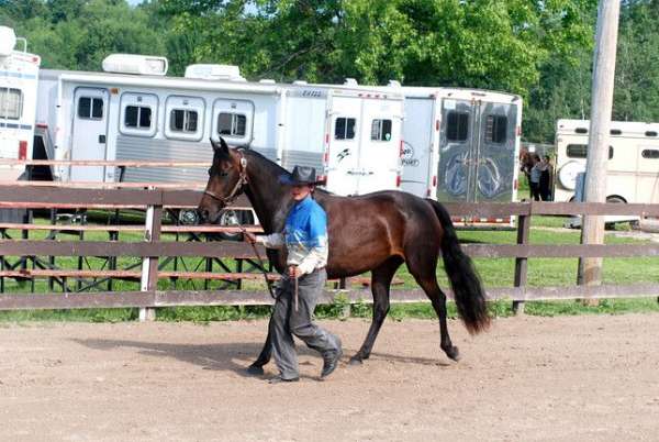 all-around-morgan-horse