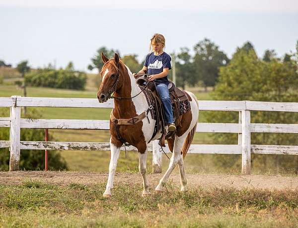 all-around-quarter-horse