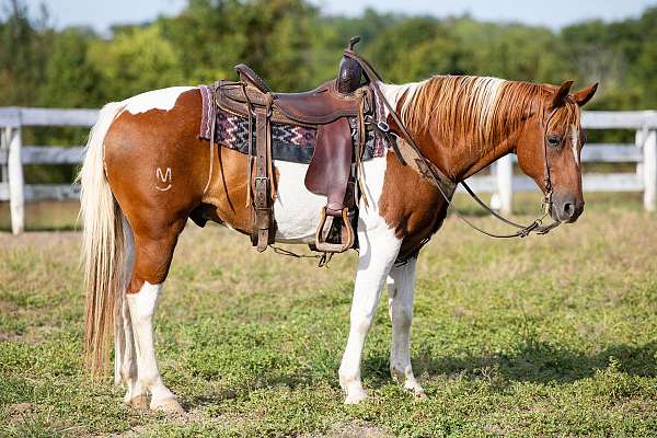 beginner-quarter-horse