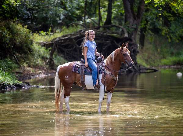 beginner-safe-quarter-horse