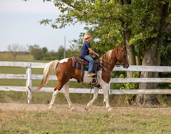 beginner-safe-kid-pony-quarter-horse