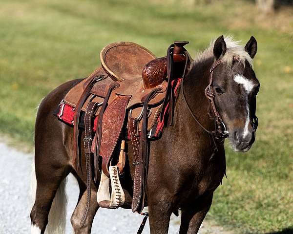 beginner-safe-pony