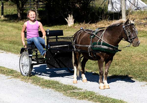 beginner-safe-kid-pony