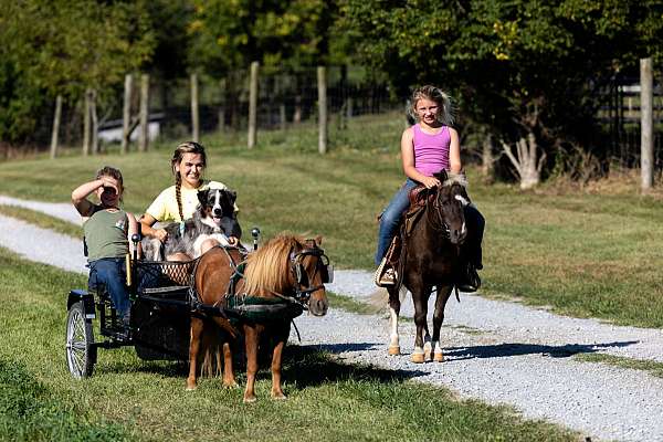 driving-pony