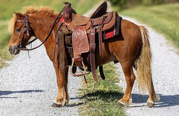 driving-pony