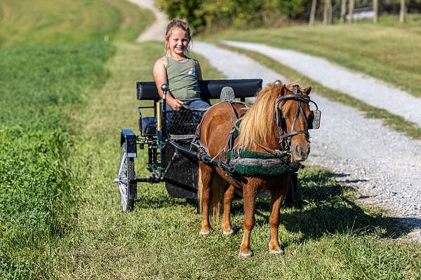 dwarf-pony