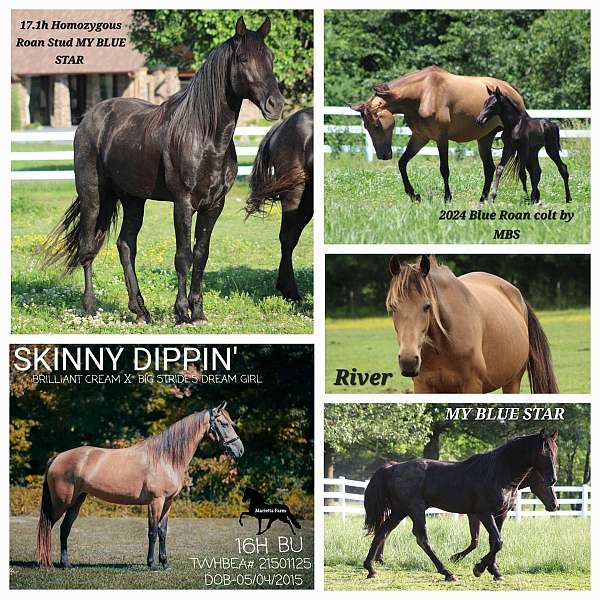 buckskin-breeding-gaited-horse