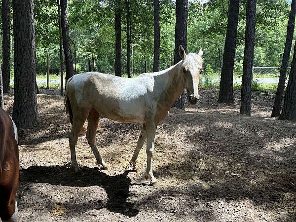 best-offer-saddlebred-horse