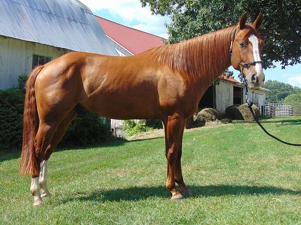 quarter-horse-for-sale