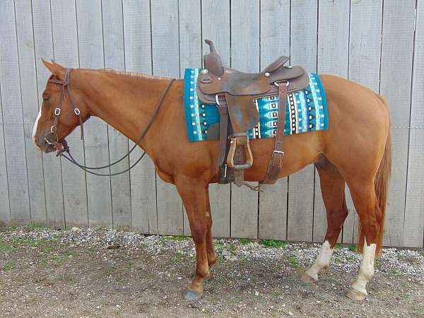 quarter-horse