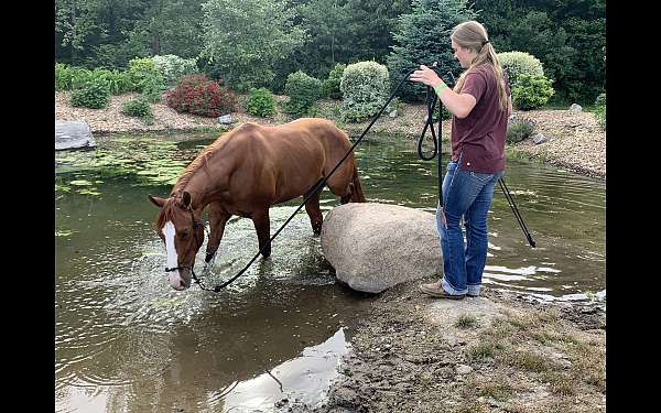 foundation-horse