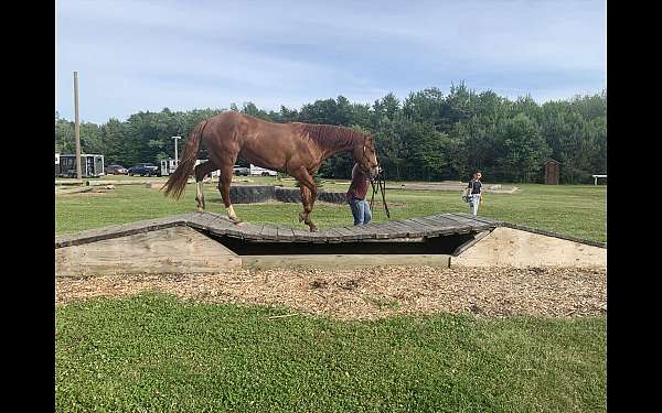 trail-horse