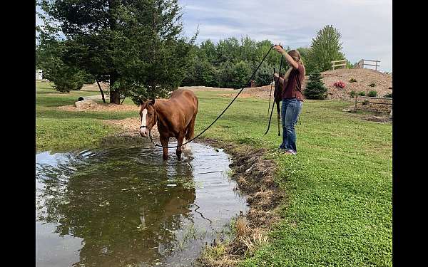 trail-riding-horse