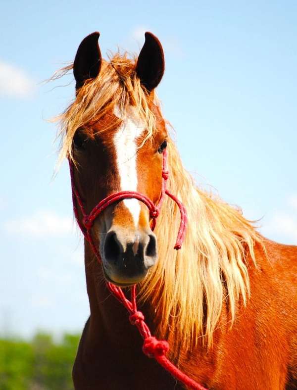 arabian-horse-for-sale