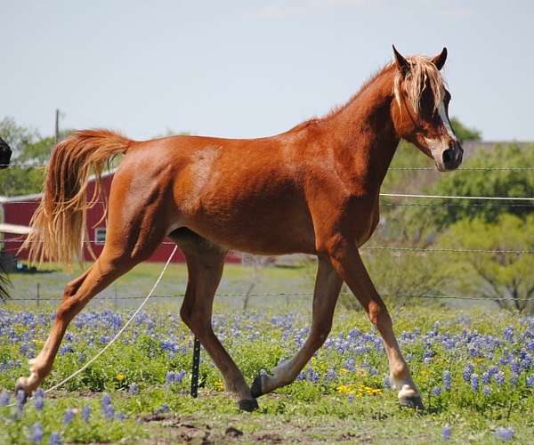 arabian-horse