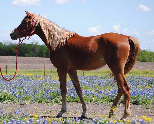 arabian-filly