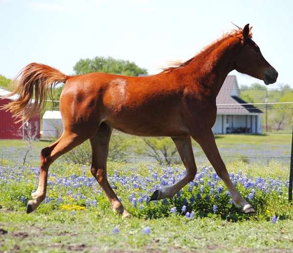 black-chestnut-filly-for-sale