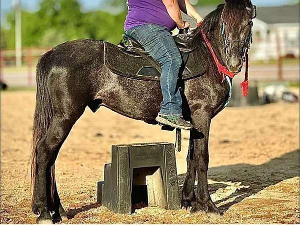 friesian-horse