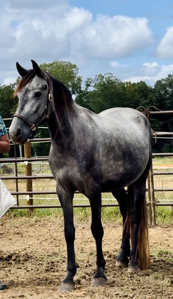 equitation-friesian-horse