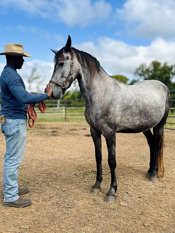 unicorn-friesian-horse