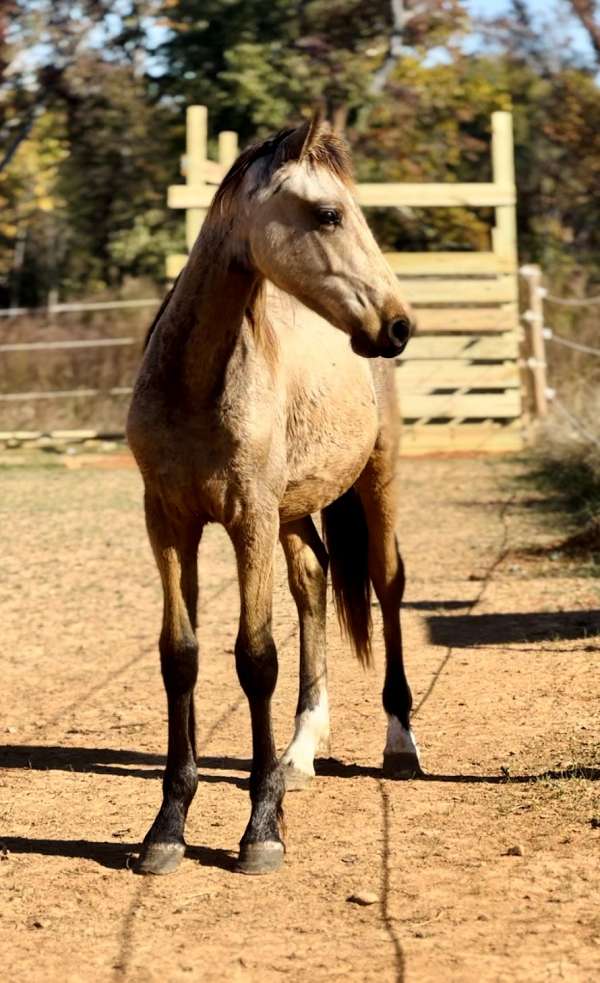 gelding-friesian-horse