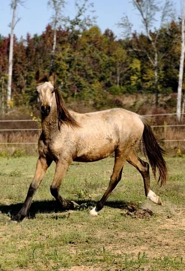 steel-grey-with-ombre-tail-horse