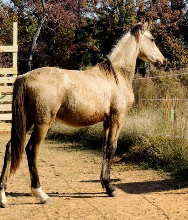 english-pleasure-friesian-horse