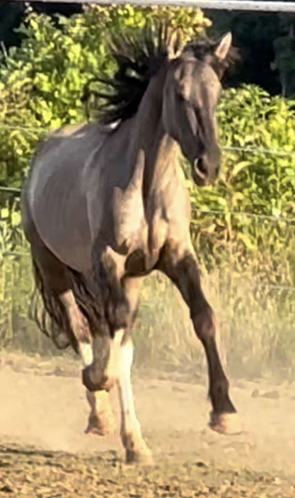 eventing-friesian-horse