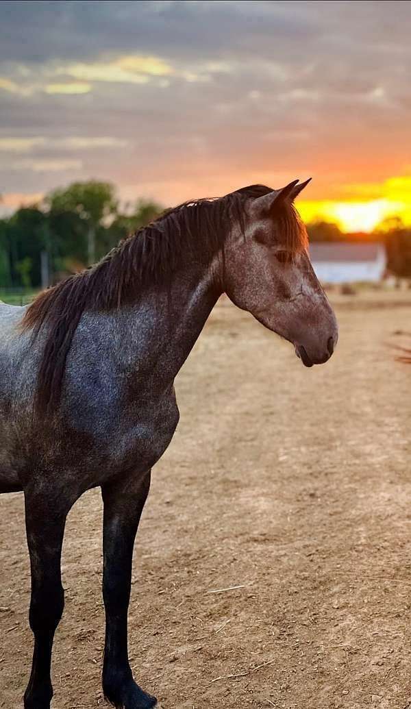 grey-friesian-horse