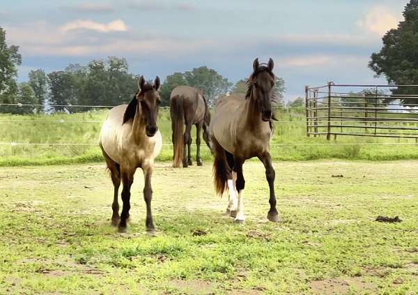 all-around-friesian-horse