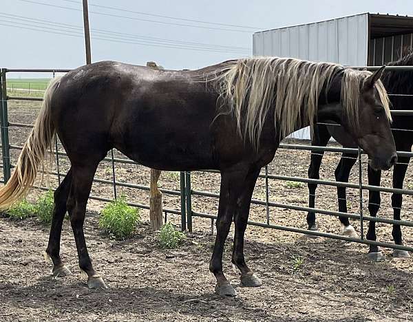 all-around-breeding-rocky-mountain-horse