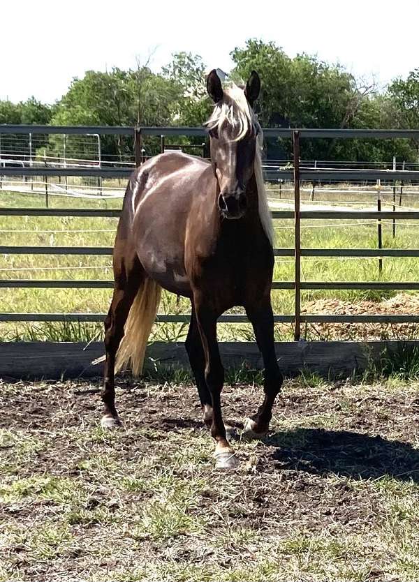 and-willing-rocky-mountain-horse