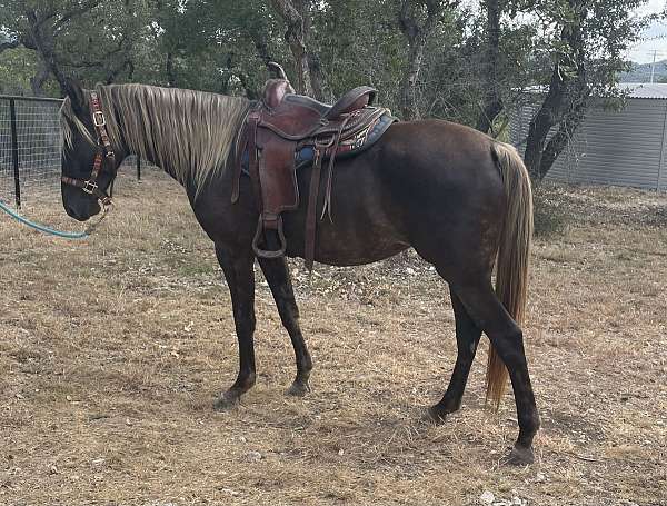 naturally-rocky-mountain-horse