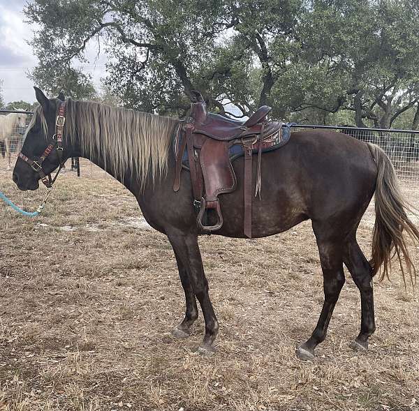 smart-rocky-mountain-horse