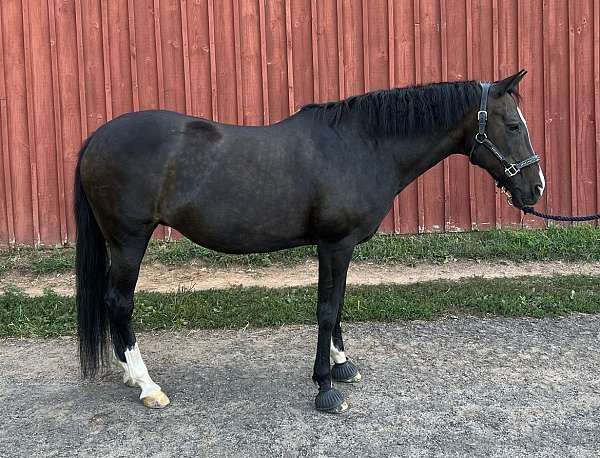 schoolmaster-new-forest-pony