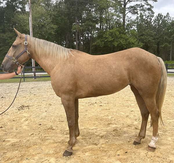 palomino-quarter-horse-mare