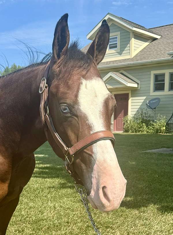 overo-apha-aqha-colt-yearling