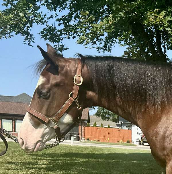 overo-apha-aqha-horse