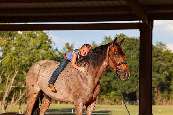 bay-roan-y-horse