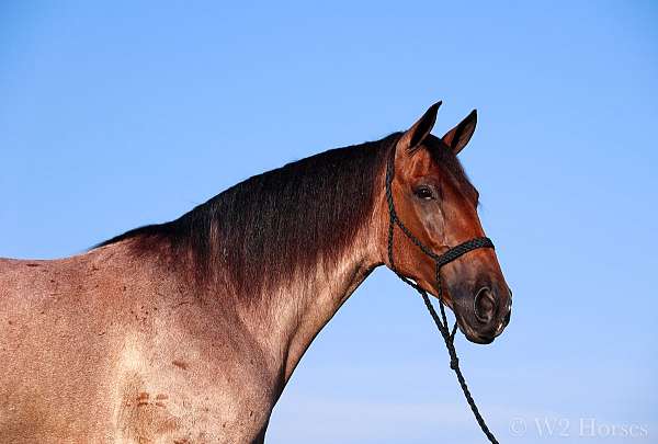 family-horse-tennessee-walking