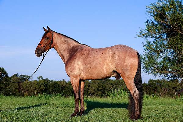 trail-horse-tennessee-walking