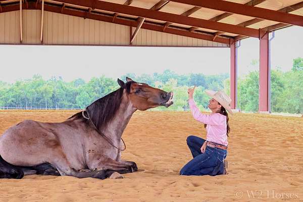 twhbea-tennessee-walking-horse